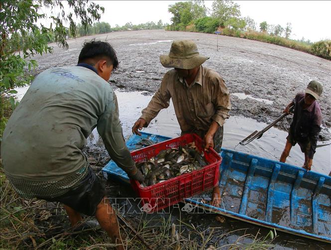 Trong ảnh: Cá đồng với đa dạng chủng loại sau hơn 3 tháng ruộng ngập lũ. Ảnh: Duy Khương - TTXVN