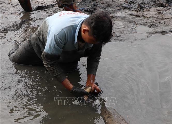 Trong ảnh: Bắt cá đồng sau hơn 3 tháng ruộng ngập lũ. Ảnh: Duy Khương - TTXVN