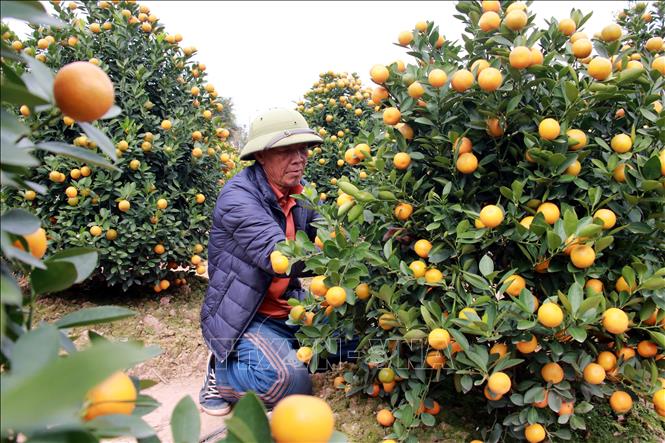 Trong ảnh: Người trồng quất xã Nam Phong, thành phố Nam Định, tạo dáng cây quất trước khi giao cho khách. Ảnh: Nguyễn Lành - TTXVN