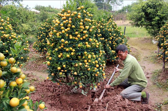 Trong ảnh: Người trồng quất xã Nam Phong, thành phố Nam Định, đánh quất lên giao cho khách. Ảnh: Nguyễn Lành - TTXVN