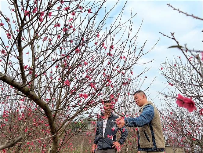 Trong ảnh: Khách đến lựa chọn mua đào Nam Phong phục vụ Tết. Ảnh: Chu Hiệu-TTXVN