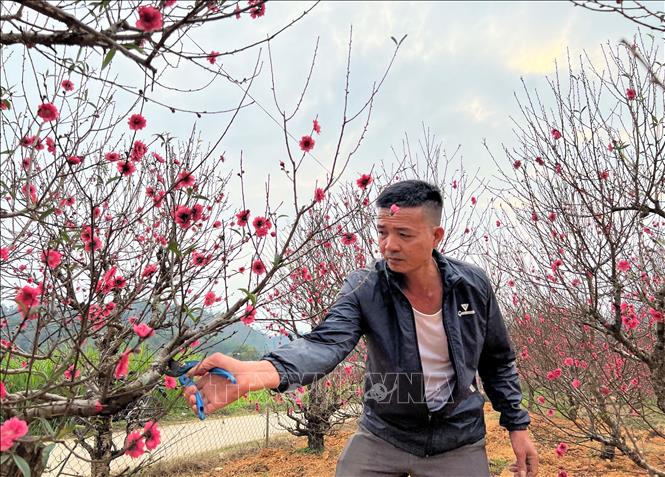 Trong ảnh: Nhà vườn Trường Giang (làng đào Nam Phong) tất bật chuẩn bị đào phục vụ Tết. Ảnh: Chu Hiệu-TTXVN