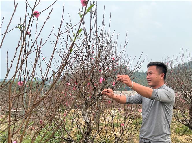 Trong ảnh: Nhà vườn Đức Anh (làng đào Nam Phong) tất bật chuẩn bị đào phục vụ Tết. Ảnh: Chu Hiệu-TTXVN