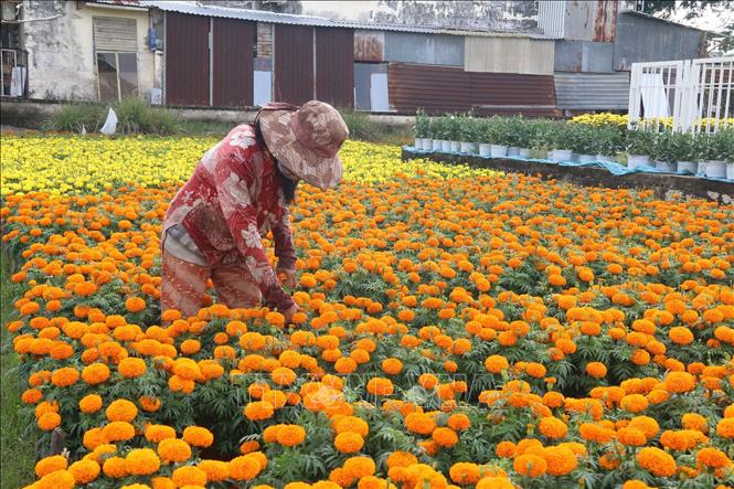 Nông dân làng hoa Tân Mỹ Chánh chăm sóc hoa Tết. Ảnh: Minh Trí - TTXVN
