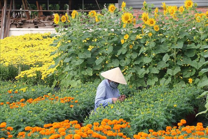 Nông dân làng hoa Tân Mỹ Chánh chăm sóc hoa Tết. Ảnh: Minh Trí - TTXVN