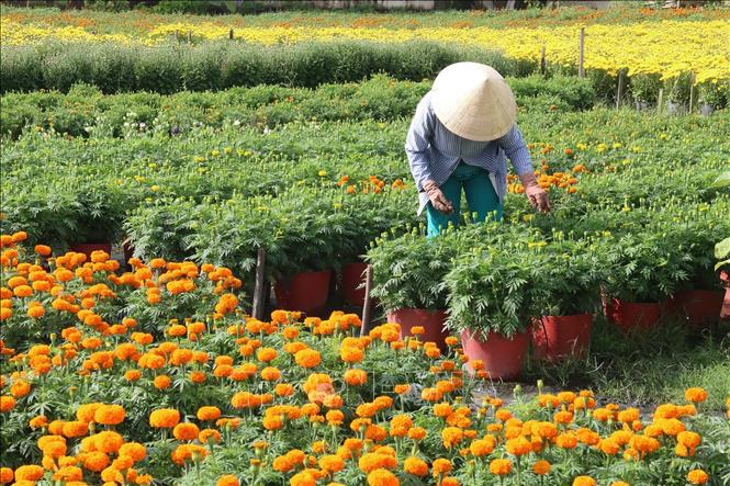 Nông dân làng hoa Tân Mỹ Chánh chăm sóc hoa Tết. Ảnh: Minh Trí - TTXVN