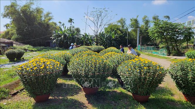 Người dân các nơi về các vườn để mua Cúc trưng ngày Tết. Ảnh: TTXVN phát