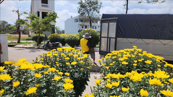 Những chậu Cúc được vận chuyển đi mọi miền tổ quốc. Ảnh: TTXVN phát