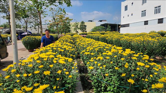 Nhiều chậu Cúc đã được các thương lái đặt hàng. Ảnh: TTXVN phát