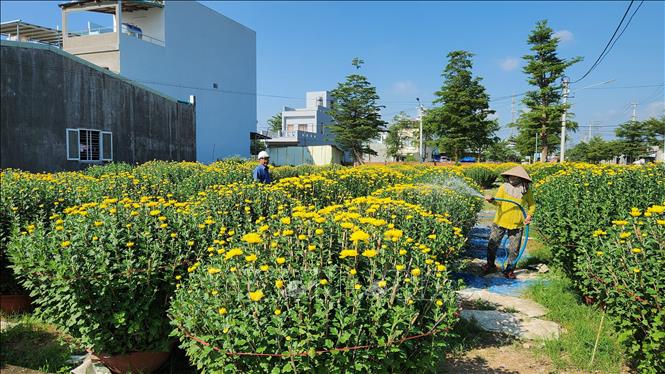 Nhiều chậu Cúc đã được bán hết cho các thương lái. Ảnh: TTXVN phát