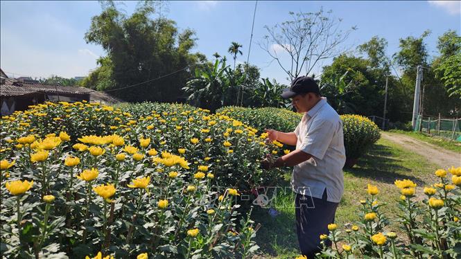 Người dân chọn những chậu Cúc đẹp để chơi Tết. Ảnh: TTXVN phát