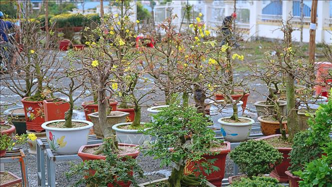 Đa dạng các loại hoa, cây cảnh tại chợ hoa Xuân. Ảnh: Hoài Nam - TTXVN