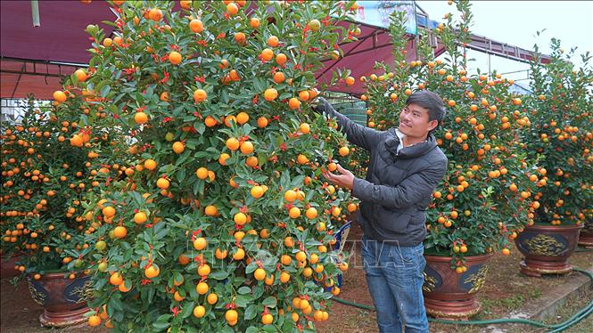 Những chậu quất đẹp tại chợ hoa Xuân. Ảnh: Hoài Nam - TTXVN