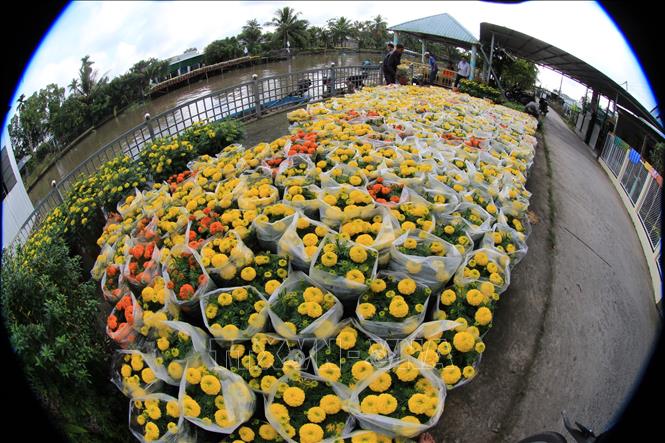 Trong ảnh: Làng hoa Xáng Mới là nơi cung cấp lượng hoa Tết lớn nhất tỉnh Hậu Giang. Ảnh: Hồng Thái - TTXVN