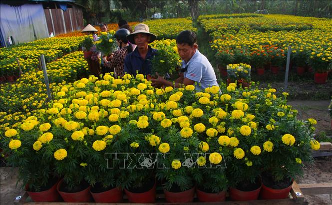 Trong ảnh: Làng hoa Xáng Mới là nơi cung cấp lượng hoa Tết lớn nhất tỉnh Hậu Giang. Ảnh: Hồng Thái - TTXVN