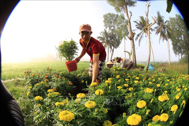Trong ảnh: Nông dân làng hoa Xáng Mới phấn khởi vì hoa Tết được giá. Ảnh: Hồng Thái - TTXVN