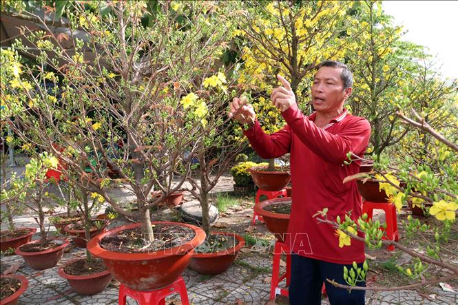 Trong ảnh : Dù đã cận ngày Tết nhưng hoa mai tiêu thụ chậm, khiến nhà vườn lo lắng. Ảnh: Kim Há-TTXVN