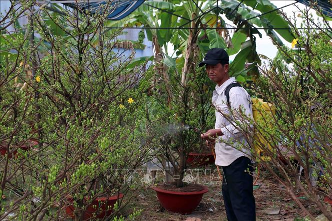 Trong ảnh: Nhà vườn chăm sóc những gốc hoa mai để nở đúng dịp Tết. Ảnh: Kim Há-TTXVN
