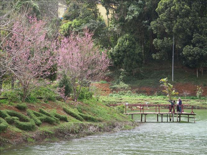 Hồ Đăk Ke – một địa điểm du lịch nổi tiếng tại thị trấn Măng Đen cũng được “phủ” đầy Mai anh đào. Ảnh: Dư Toán – TTXVN.