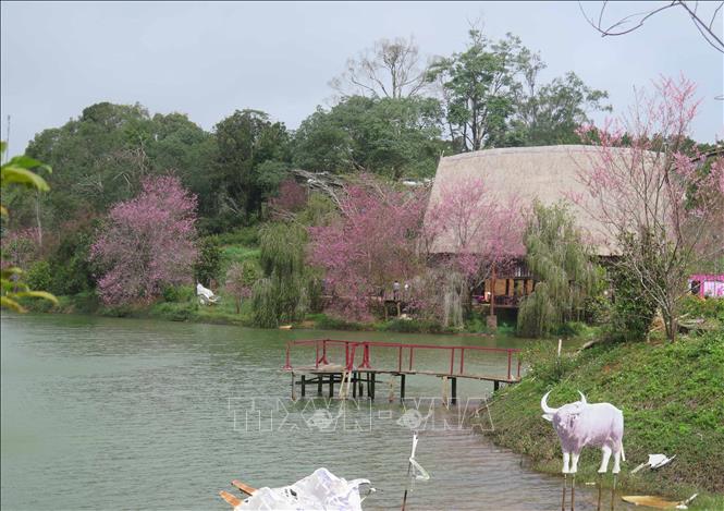 Hồ Đăk Ke – một địa điểm du lịch nổi tiếng tại thị trấn Măng Đen cũng được “phủ” đầy Mai anh đào. Ảnh: Dư Toán – TTXVN.