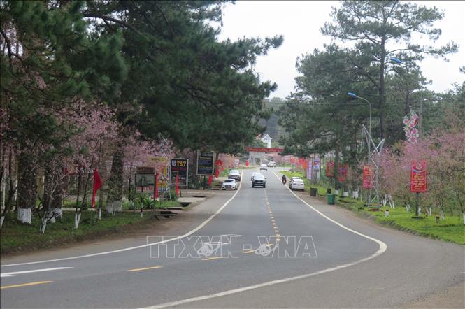 Tuyến đường dẫn vào thị trấn Măng Đen được “phủ” đầy Mai anh đào. Ảnh: Dư Toán – TTXVN.