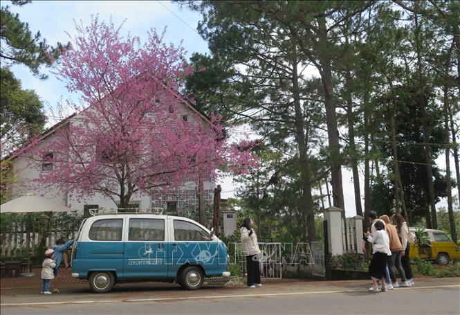 Du khách thích thú với Mai anh đào tại thị trấn Măng Đen. Ảnh: Dư Toán – TTXVN.