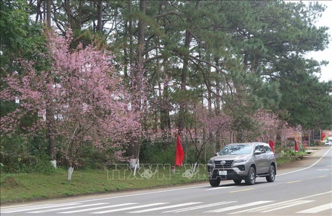 Tuyến đường dẫn vào thị trấn Măng Đen được “phủ” đầy Mai anh đào. Ảnh: Dư Toán – TTXVN.