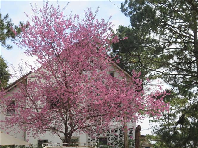 Mai anh đào nở rộ đúng dịp Tết Nguyên đán là điều hiếm từ trước đến nay. Ảnh: Dư Toán – TTXVN.