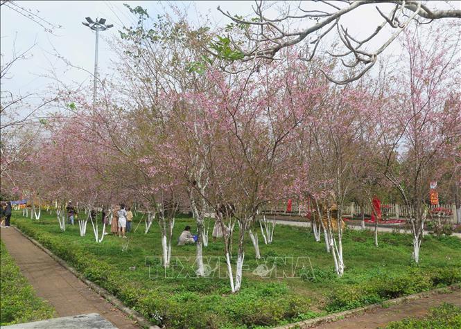 Vườn Mai anh đào tại Quảng trường thị trấn Măng Đen. Ảnh: Dư Toán – TTXVN.