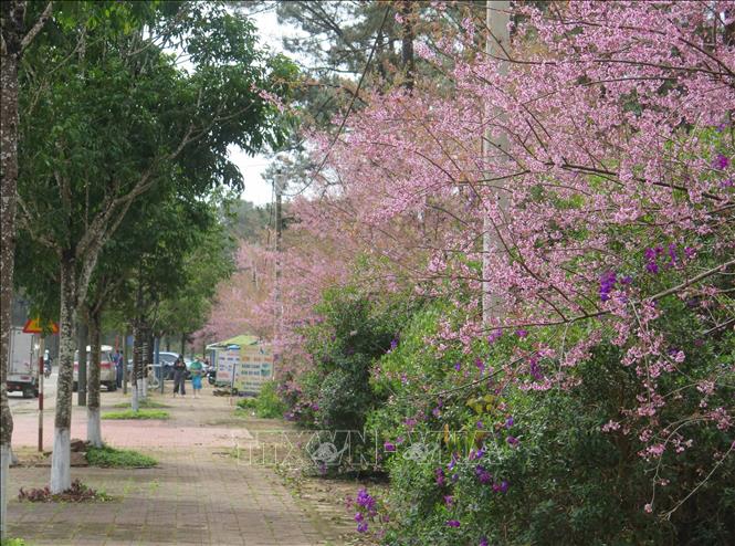 Những con đường “phủ” đầy Mai anh đào tại thị trấn Măng Đen. Ảnh: Dư Toán – TTXVN.