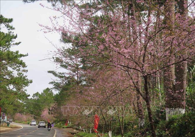 Tuyến đường dẫn vào thị trấn Măng Đen được “phủ” đầy Mai anh đào. Ảnh: Dư Toán – TTXVN.