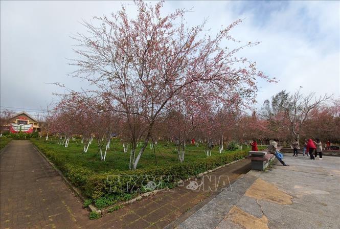 Vườn Mai anh đào tại Quảng trường thị trấn Măng Đen. Ảnh: Dư Toán – TTXVN.