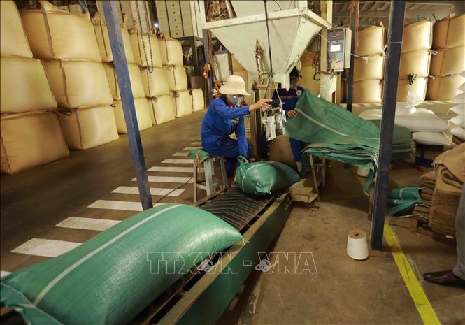 Đóng bao cà phê nhân xuất khẩu tại nhà máy của Công ty Simexco Daklak (thành phố Buôn Ma Thuột, Đắk Lắk). Ảnh: Vũ Sinh - TTXVN