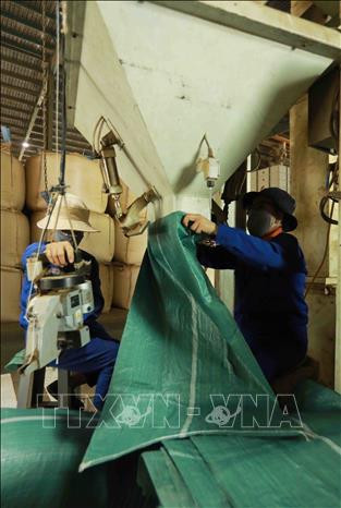 Đóng bao cà phê nhân xuất khẩu tại nhà máy của Công ty Simexco Daklak (thành phố Buôn Ma Thuột, Đắk Lắk). Ảnh: Vũ Sinh - TTXVN