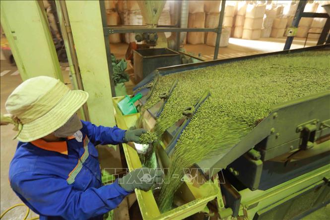 Dây chuyền chế biến cà phê nhân tại nhà máy của Công ty Simexco Daklak (thành phố Buôn Ma Thuột, Đắk Lắk). Ảnh: Vũ Sinh - TTXVN