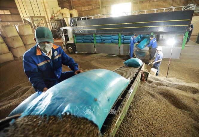 Nhập nguyên liệu cà phê về nhà máy để sản xuất ở Công ty Simexco Daklak (thành phố Buôn Ma Thuột, Đắk Lắk). Ảnh: Vũ Sinh - TTXVN