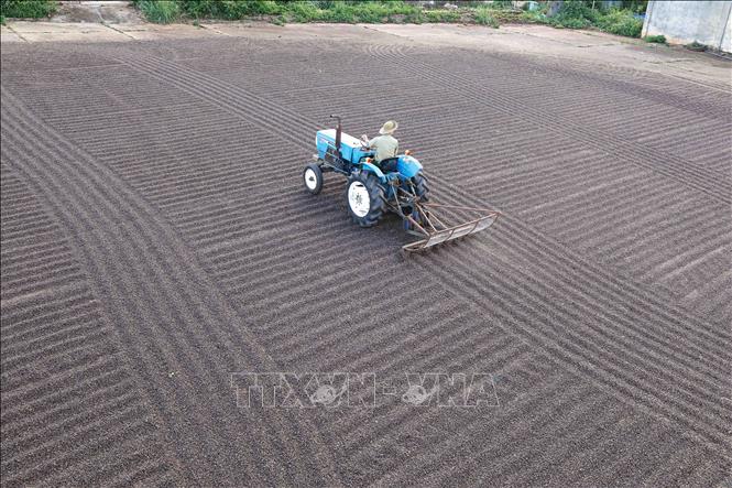 Thu hoạch cà phê ở vùng trồng của Công ty Simexco Daklak (thành phố Buôn Ma Thuột, Đắk Lắk). Ảnh: Vũ Sinh - TTXVN
