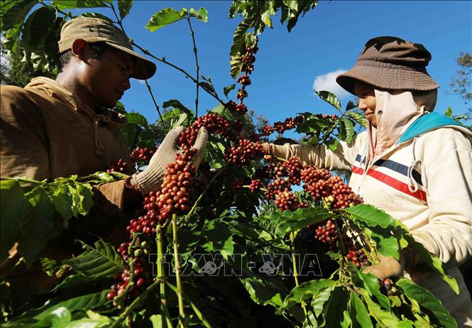 Thu hoạch cà phê ở vùng trồng của Công ty Simexco Daklak (thành phố Buôn Ma Thuột, Đắk Lắk). Ảnh: Vũ Sinh - TTXVN