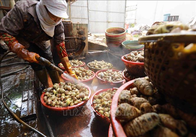 Củ nghệ sau khi thu hoạch về được rửa sạch, sau đó đưa vào máy nghiền để chế biến. Ảnh: Vũ Sinh - TTXVN