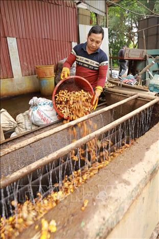 Củ nghệ sau khi thu hoạch về được rửa sạch, sau đó đưa vào máy nghiền để chế biến. Ảnh: Vũ Sinh - TTXVN