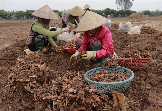 Nông dân thu hoạch nghệ để đưa về chế biến ở làng nghề xã Chí Tân, huyện Khoái Châu. Ảnh: Vũ Sinh - TTXVN
