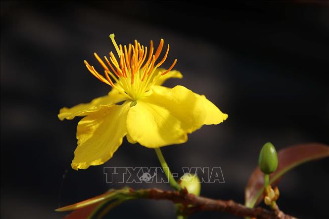 Most importantly, as the apricot blossom only blooms once a year in late January or early February, Vietnamese believe the blooming blossoms bring happiness and good fortune for a new year. VNA Photo