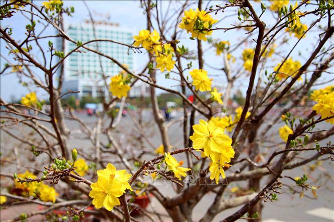 Most importantly, as the apricot blossom only blooms once a year in late January or early February, Vietnamese believe the blooming blossoms bring happiness and good fortune for a new year. VNA Photo