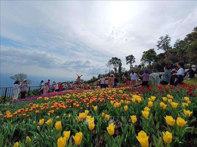 Hơn 100.000 cây hoa tulip trưng bày thành nhiều đợt tại đỉnh núi Bà Đen. Ảnh: Thanh Tân - TTXVN