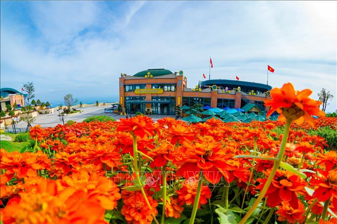 Sắc hoa rực rỡ trên đỉnh núi Bà Đen. Ảnh: Thanh Tân - TTXVN