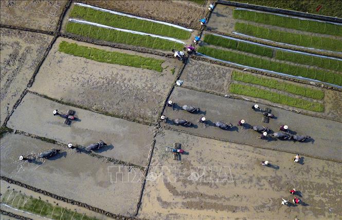 Trong ảnh: Người dân thực hiện nghi thức xuống đồng cấy lúa trong ngày khai mạc Lễ hội Khai hạ dân tộc Mường Hòa Bình năm 2023. Ảnh: Trọng Đạt - TTXVN