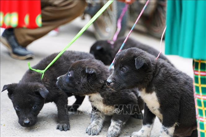 Chó Mông Cộc, giống chó bản địa Hà Giang, là một trong bốn quốc khuyển của Việt Nam được bán tại chợ phiên Mèo Vạc. Ảnh: Khánh Hòa - TTXVN 