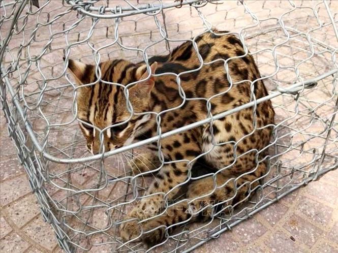 Cá thể mèo rừng có trọng lượng khoảng 3,5 kg, dài 60 cm, lông màu vàng nhạt và có đốm đen. Ảnh: TTXVN phát