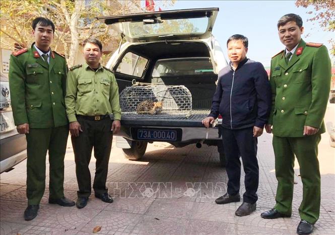 Cơ quan chức năng tiếp nhận một cá thể mèo rừng quý hiếm nằm trong Sách đỏ Việt Nam. Ảnh: TTXVN phát
