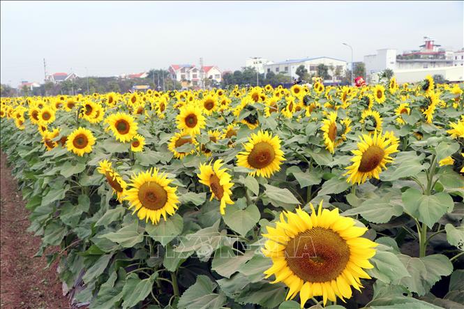 Trong ảnh: Vườn hoa hướng dương rực rỡ khoe sắc giữa lòng thành phố Hải Dương. Ảnh: Mạnh Tú - TTXVN